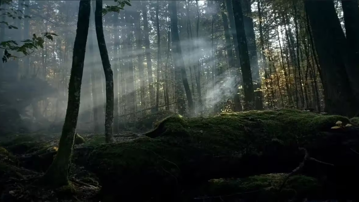 Der Wilde Wald - Natur Natur sein lassen Vorschaubild des Trailers