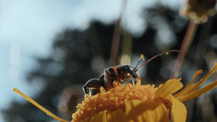 Insekten - Helden im Verborgenen Vorschaubild des Trailers